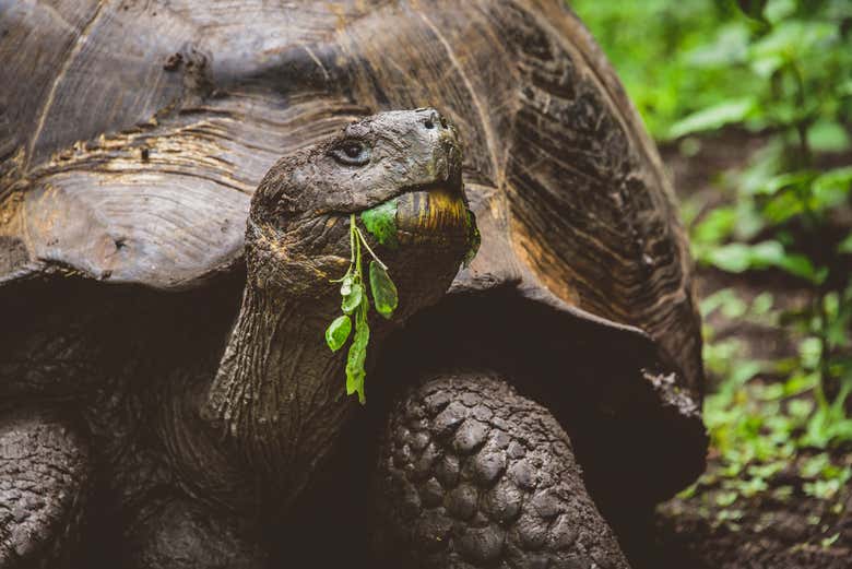 Say hi to the giant Galápagos tortoise!