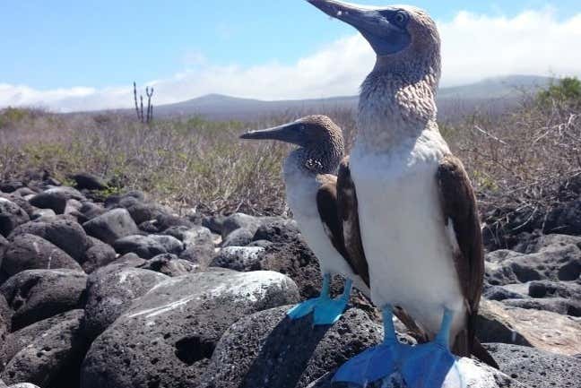 Tour to Lobos Island
