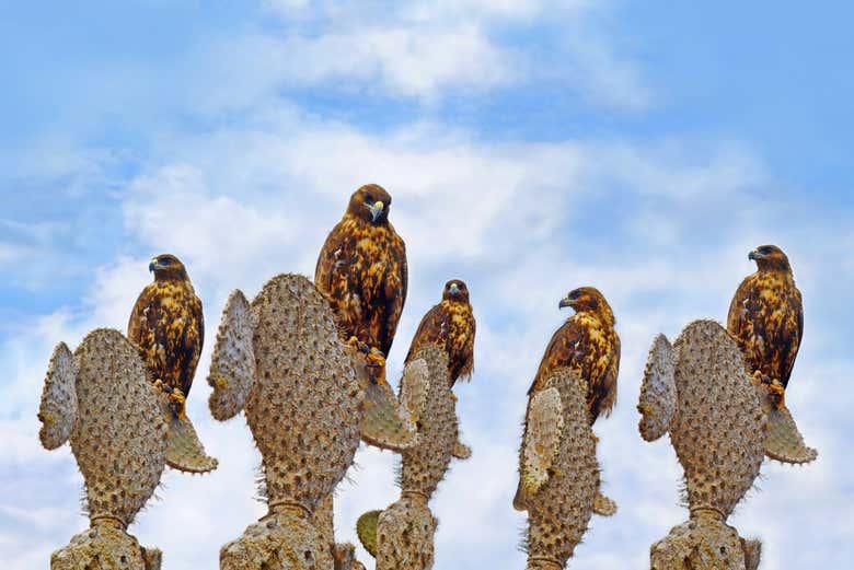 Galapagos hawks on Santa Fe