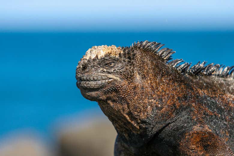 Alla scoperta della fauna delle Galápagos