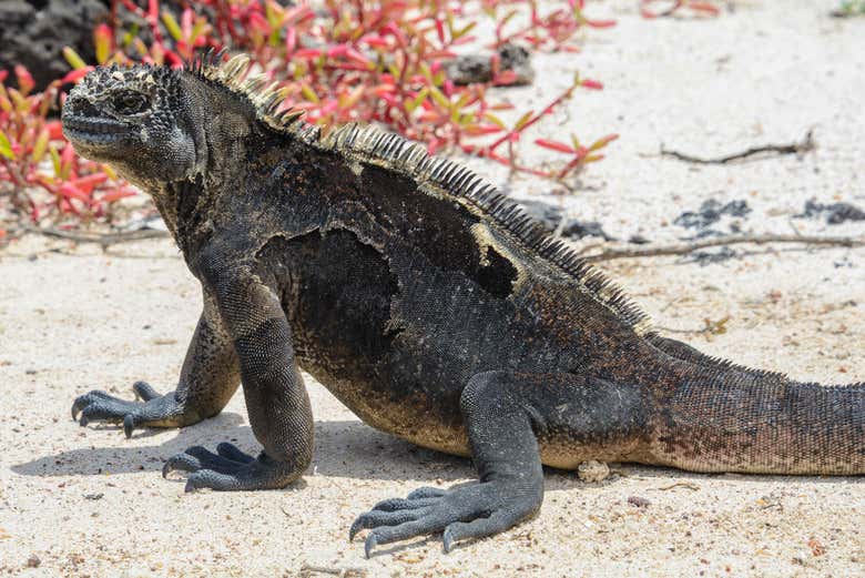 A marine iguana on the beach