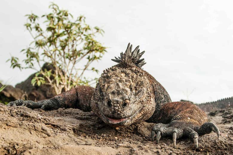 A marine iguana