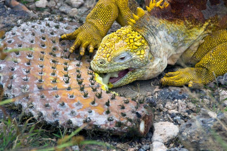 Iguana