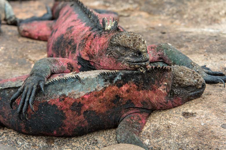 Spotting marine iguanas