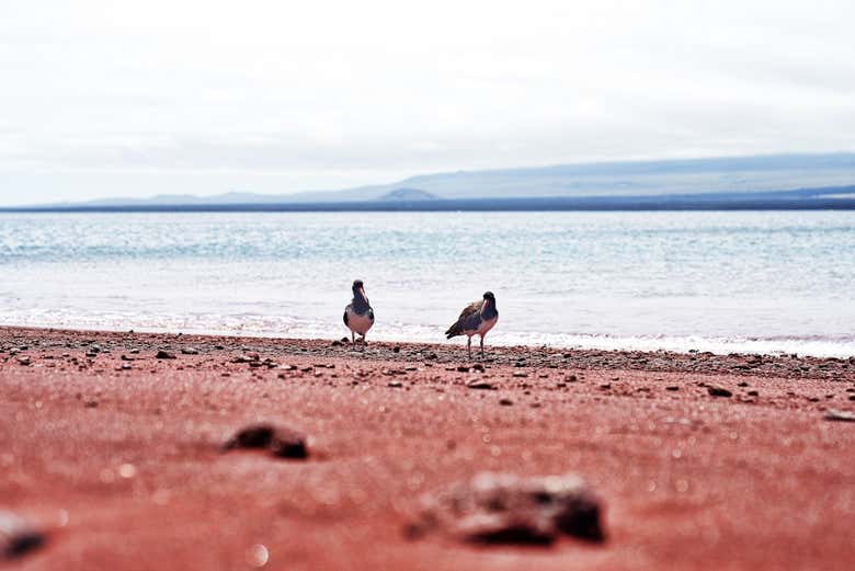 Rabida Island