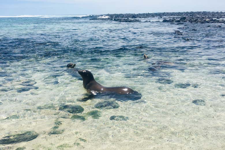 A sea lion taking a swim