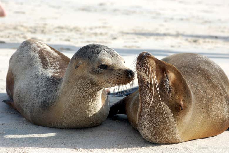 Admiring the sea lions
