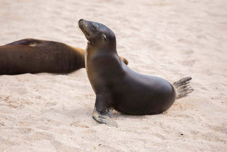 A sea lion enjoying the sun