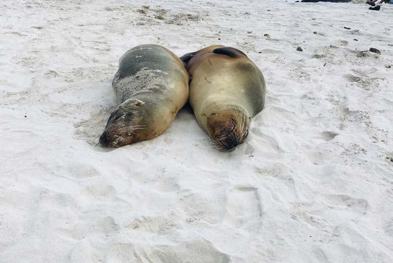 Resting sea lions