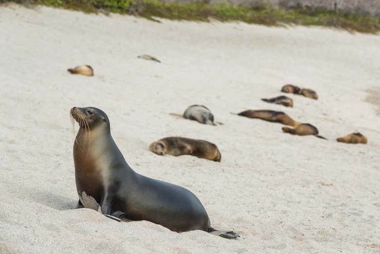 Fauna autóctone na praia Lobería