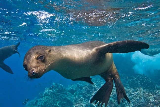 Snorkeling in Lobos Island