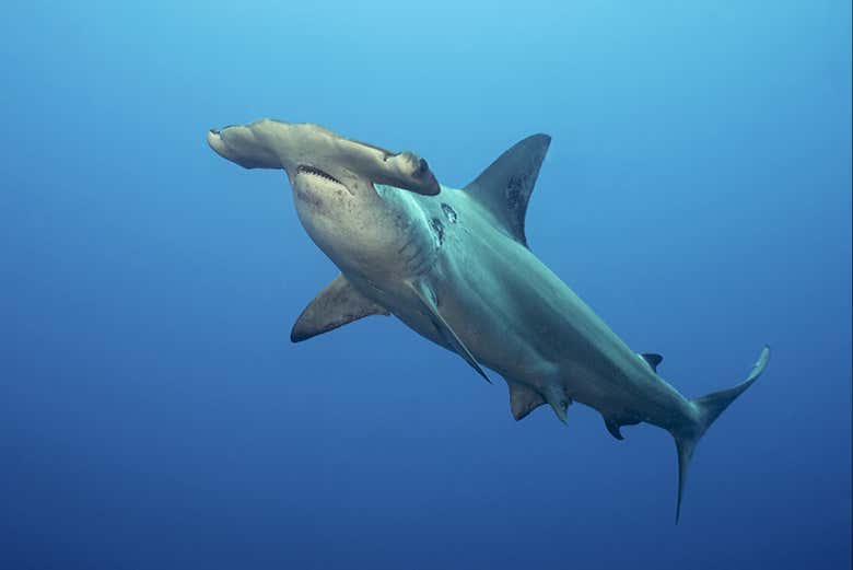Hammerhead shark