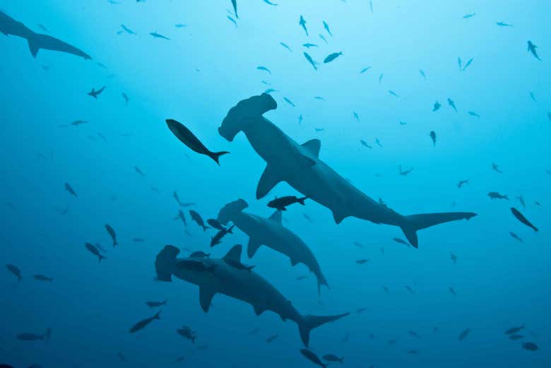 Les requins des Galápagos