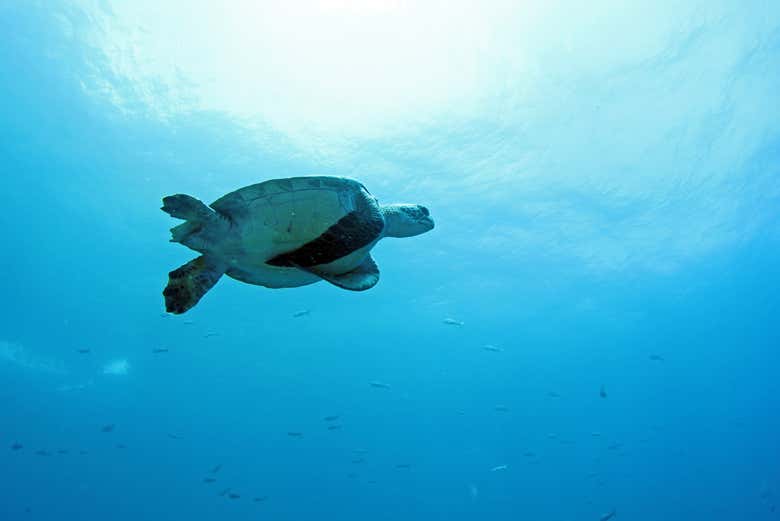 Sea turtle