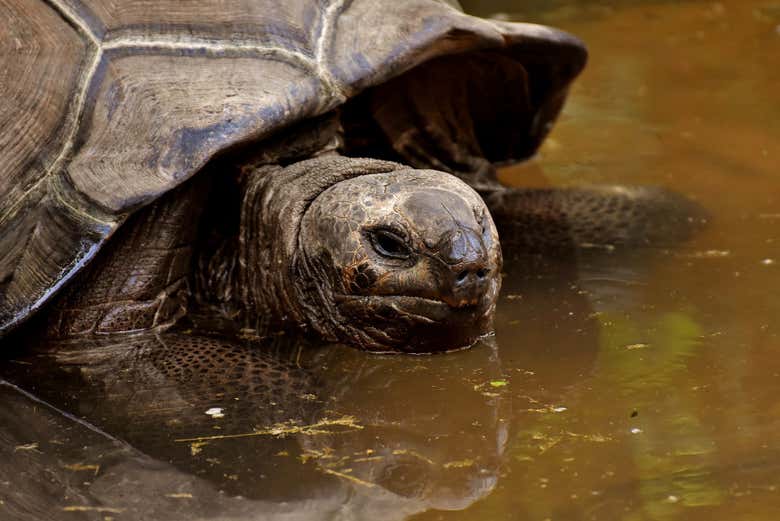 Tartaruga-gigante-das-galápagos