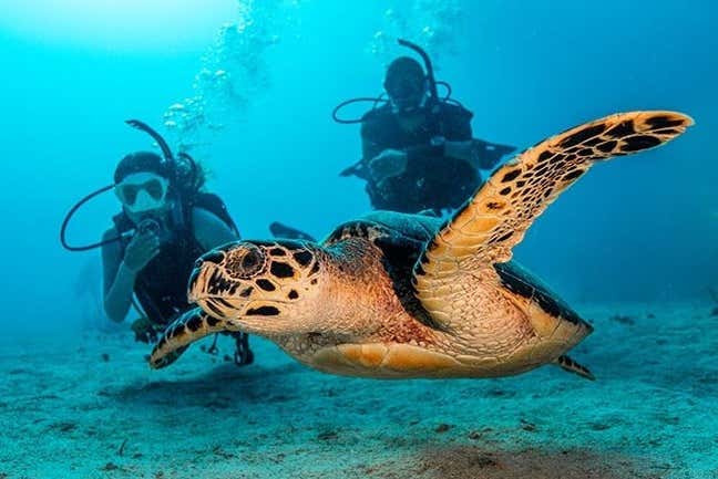 Seeing turtles on the dive