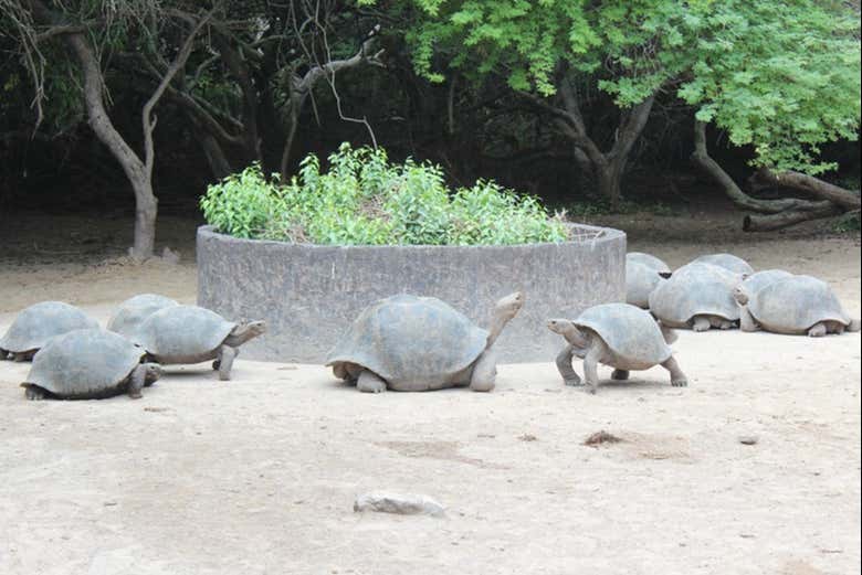 Young giant tortoises