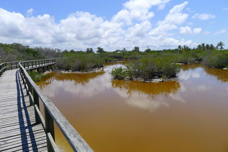 Walk through mangrove forests