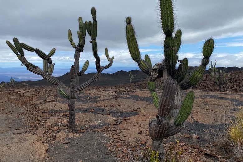 Cactus on the Sierra Negra Volcano