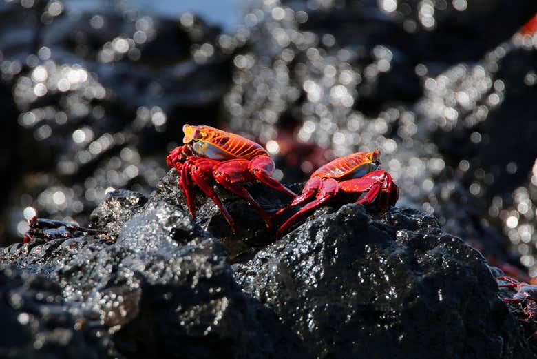 Fauna di Las Tintoreras
