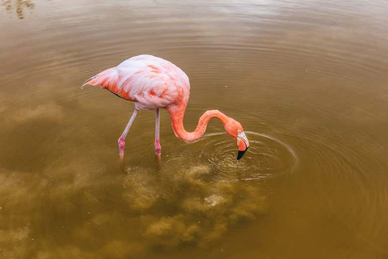 See pretty pink falmingos in their natural habitat