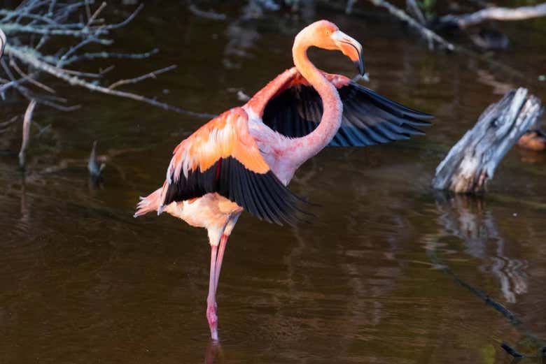 Flamingo rosado