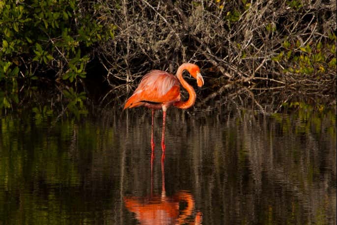 Flamingo de pé