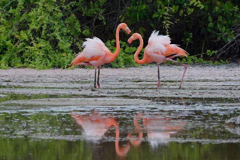 Flamingos na Ilha Isabela