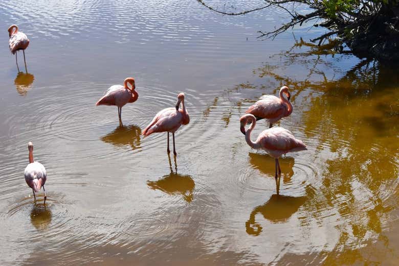 Grupo de flamingos