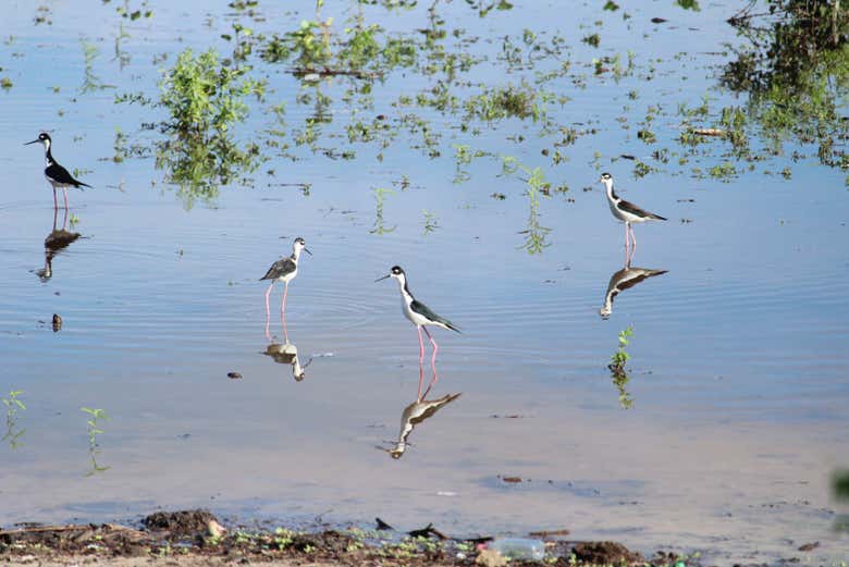 Spot many different bird species