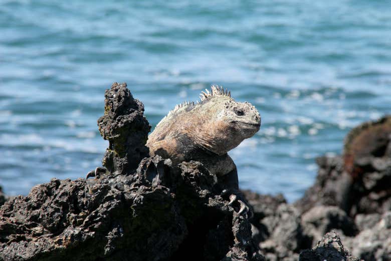 Iguana sulle rocce vulcaniche