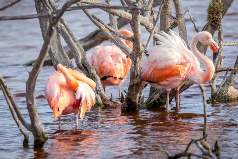 Laguna de los Flamingos