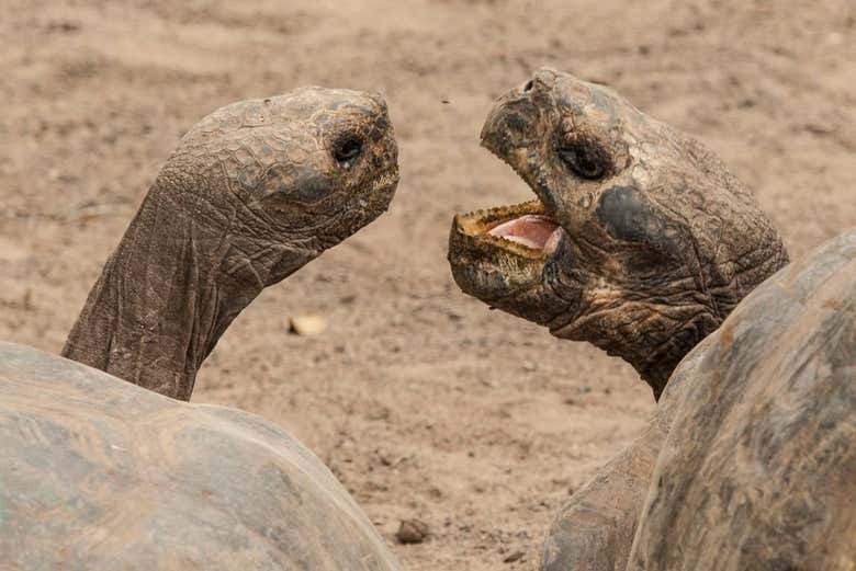Tortoises communicating