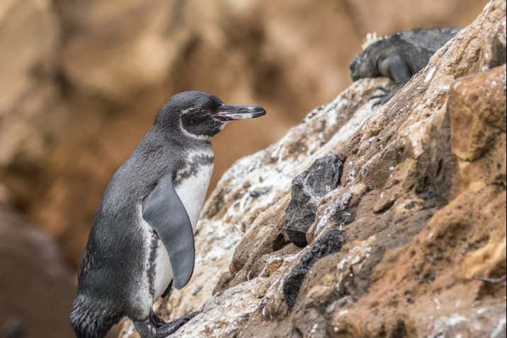 Fauna dell'isola Isabela