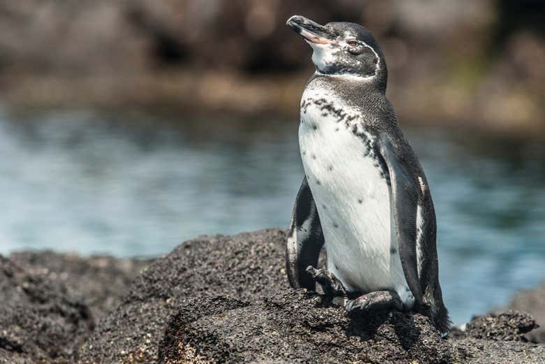 Contemplando alcuni simpatici pinguini