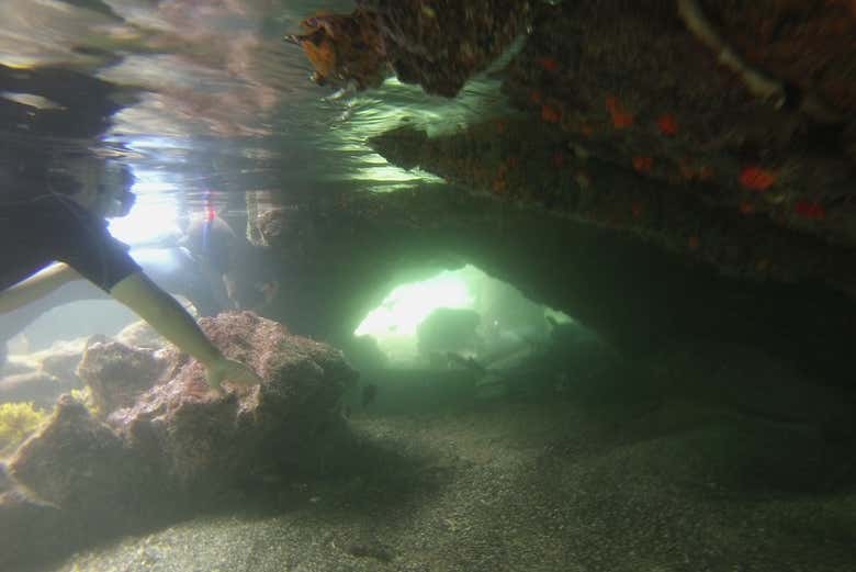 Snorkeling a Las Tintoreras