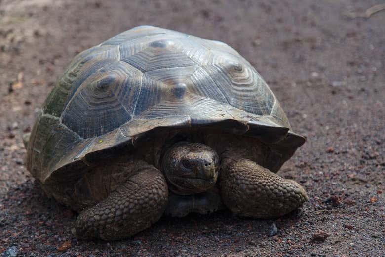 A tortoise at the breeding center