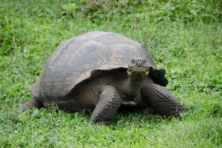 Tartaruga gigante da Ilha Isabela