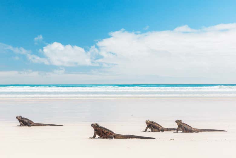 Iguanes à la baie Tortuga