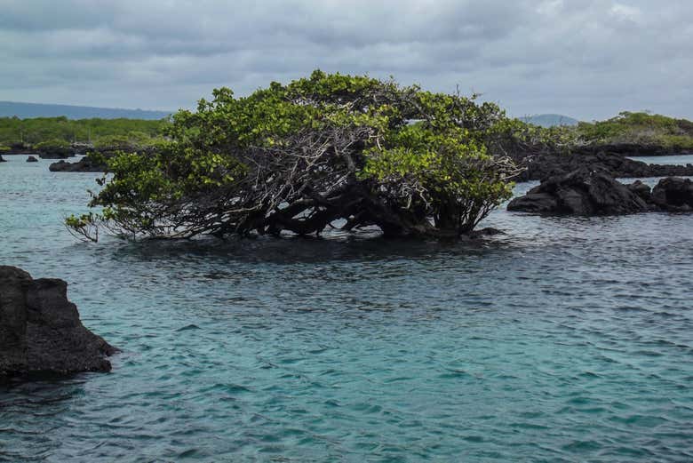 Il paesaggio protetto delle Galapagos