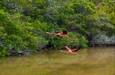 Excursion aux zones humides de l'île Isabela