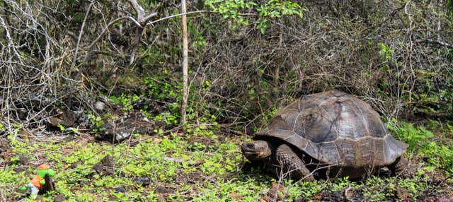 Isabela Island Tortoise Breeding Center Visit