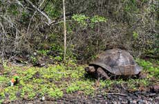 Visita a un centro de crianza de tortugas