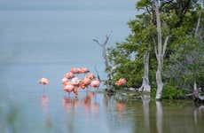 Visita à Laguna de los Flamingos