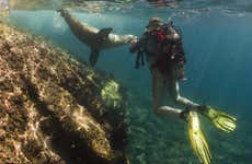 Crociera di 8 giorni nel nord delle Galápagos con immersione