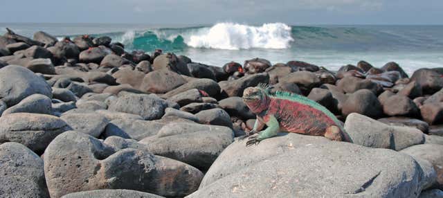 Crucero de 8 días por las islas Galápagos