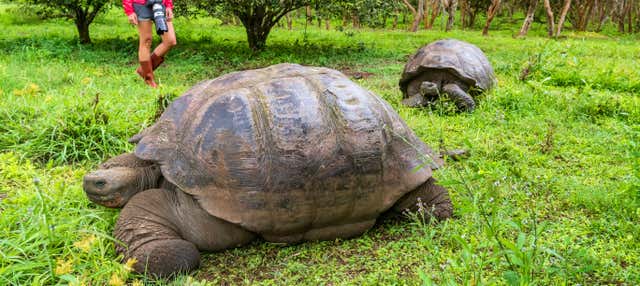 Excursión a la reserva de tortugas gigantes El Chato