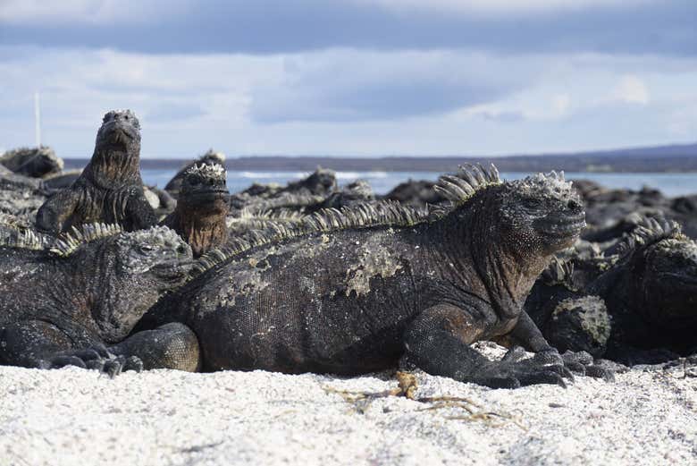 4-day cruise through the central Galapagos Islands