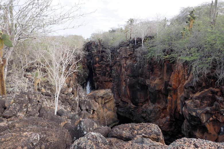 Áreas rocosas de la Isla Seymour