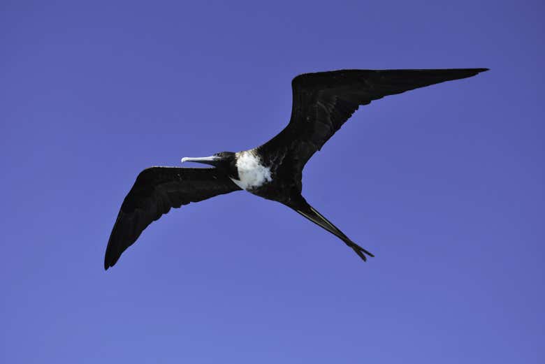 Bird flying over South Plaza Island